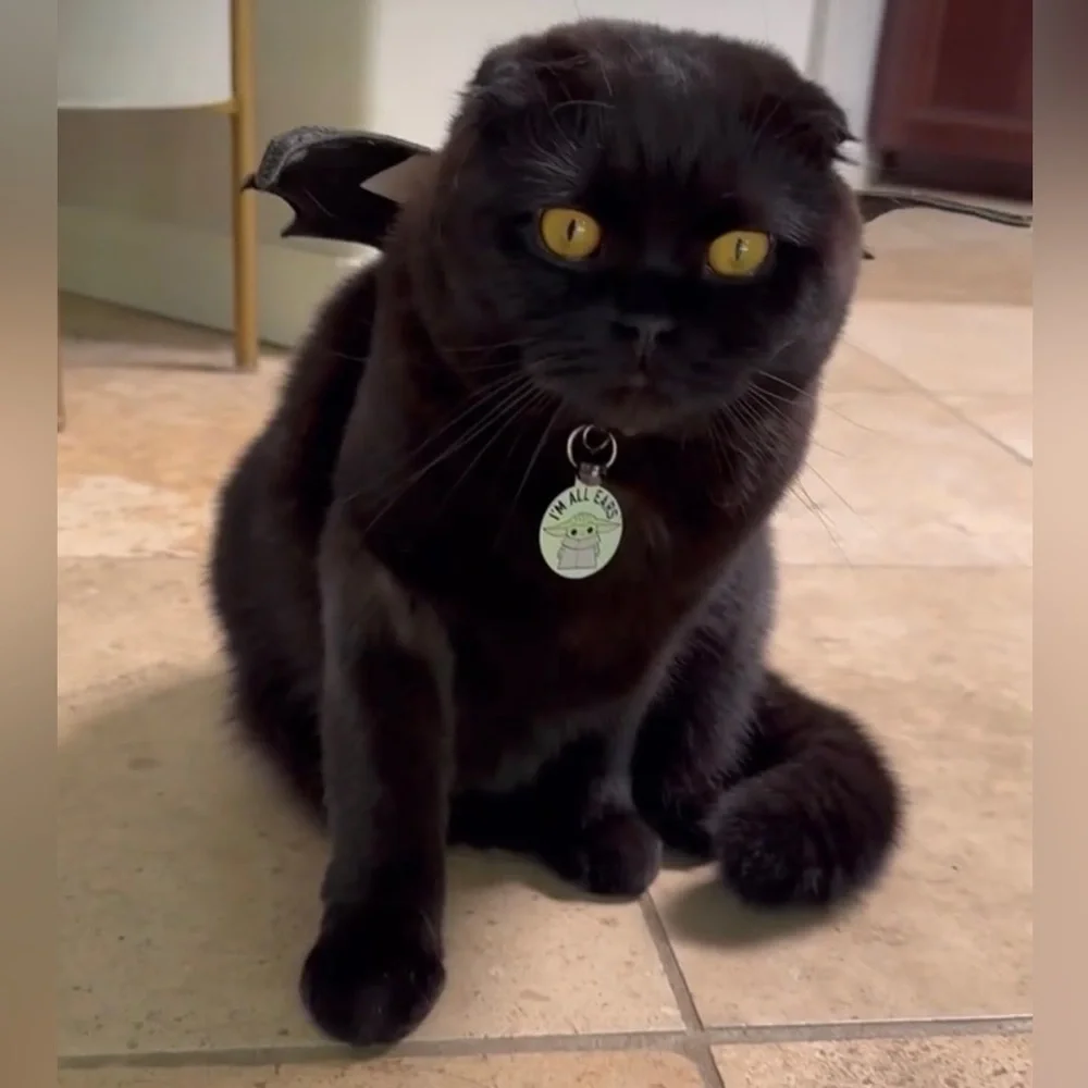 🎃🦇bat wings pet costume